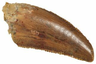 Serrated Raptor Tooth - Real Dinosaur Tooth #371483