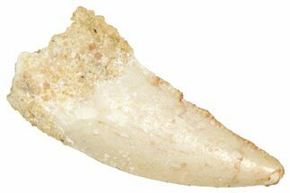 Raptor Tooth - Real Dinosaur Tooth #371484