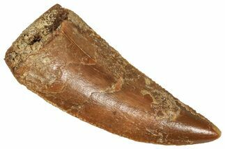 Serrated Raptor Tooth - Real Dinosaur Tooth #371489
