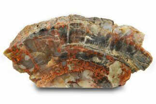 Free Standing Petrified Wood (Araucarioxylon) - Arizona #371648