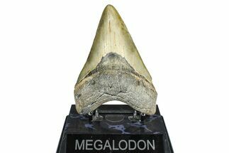 Fossil Megalodon Tooth - North Carolina #371659