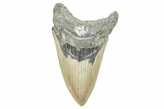 Serrated, Fossil Megalodon Tooth - North Carolina #371668