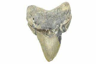 Bargain, Fossil Megalodon Tooth - North Carolina #371675