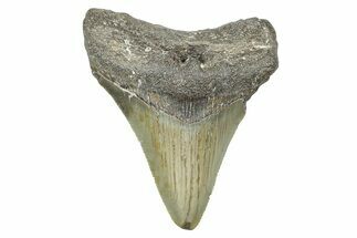 Serrated, Juvenile Megalodon Tooth - North Carolina #371695