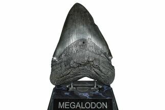 Huge Fossil Megalodon Tooth - South Carolina #371749
