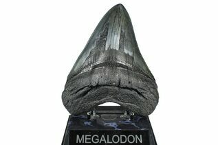 Fossil Shark Teeth For Sale