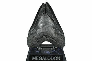 Bargain, Fossil Megalodon Tooth - South Carolina #371761