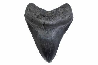 Serrated, Fossil Megalodon Tooth - South Carolina #371808