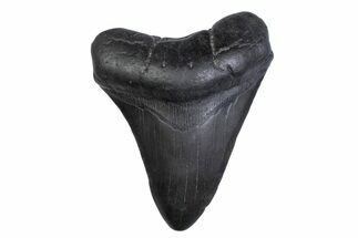 Fossil Megalodon Tooth - South Carolina #371809