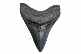 Serrated, Fossil Megalodon Tooth - South Carolina #371815