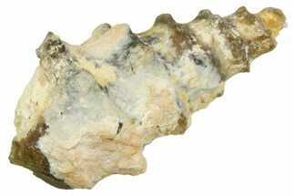 Agatized Gastropod (Cerithium?) Fossil - Morocco #371880
