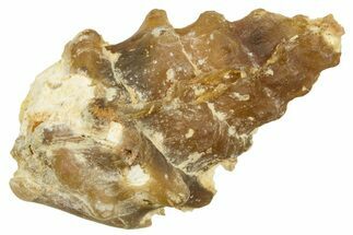 Agatized Gastropod (Cerithium?) Fossil - Morocco #371882