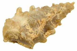 Agatized Gastropod (Cerithium?) Fossil - Morocco #371883