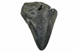 Partial, Fossil Megalodon Tooth - North Carolina #371718