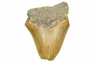 Partial, Fossil Megalodon Tooth - Serrated Blade #371722