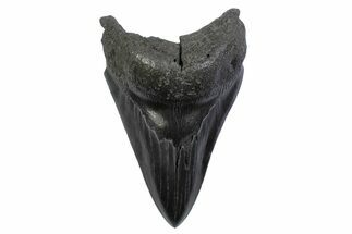 Serrated, Fossil Megalodon Tooth - South Carolina #371858