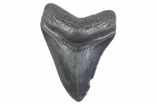 Serrated, Fossil Megalodon Tooth - South Carolina #371944