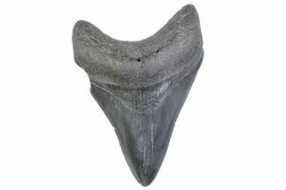 Fossil Megalodon Tooth - South Carolina #371946