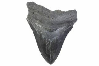 Serrated, Fossil Megalodon Tooth - South Carolina #371952