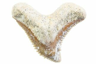 Tiger Shark (Galeocerdo Eaglesomi) Tooth - Dakhla, Morocco #371985