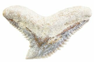 Tiger Shark (Galeocerdo Eaglesomi) Tooth - Dakhla, Morocco #371986