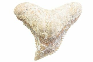 Tiger Shark (Galeocerdo Eaglesomi) Tooth - Dakhla, Morocco #371987