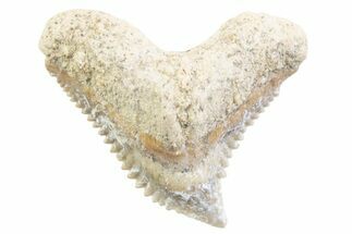 Tiger Shark (Galeocerdo Eaglesomi) Tooth - Dakhla, Morocco #371988