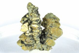 Glistening Marcasite Crystal Stalactite - Linwood Mine, Iowa #372114