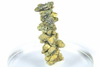 Glistening Marcasite Crystal Stalactite - Linwood Mine, Iowa #372128