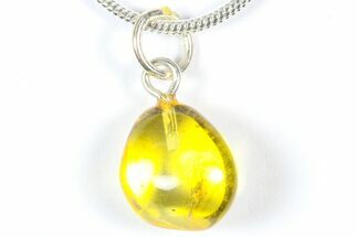 Polished Baltic Amber Pendant (Necklace) - Contains Springtail! #369017