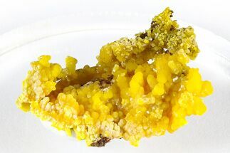 Vibrant Yellow Mimetite Crystal Cluster - Congo #372229