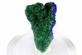 Green Malachite on Sparkling Azurite - Congo #372240