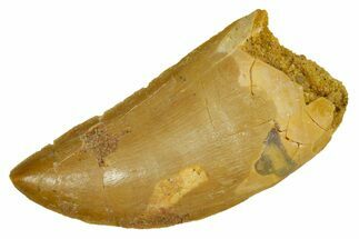 Serrated, Carcharodontosaurus Tooth - Real Dinosaur Tooth #372281