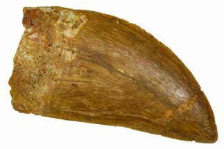 Serrated, Carcharodontosaurus Tooth - Real Dinosaur Tooth #372286