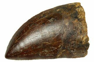 Bargain, Carcharodontosaurus Tooth - Real Dinosaur Tooth #372290
