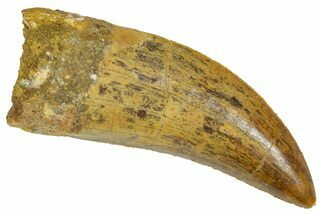 Serrated, Carcharodontosaurus Tooth - Real Dinosaur Tooth #372292