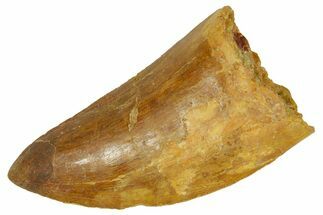 Serrated, Carcharodontosaurus Tooth - Real Dinosaur Tooth #372300