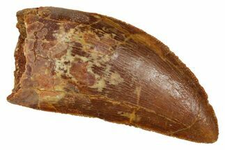 Serrated, Carcharodontosaurus Tooth - Real Dinosaur Tooth #372308