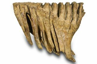 Fossil Woolly Mammoth Lower M Molar - Poland #372345