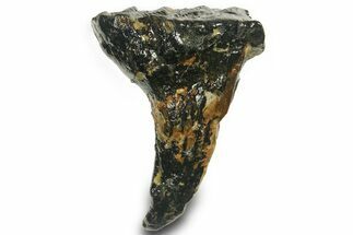 Rare, Juvenile Woolly Mammoth Upper P Molar - North Sea Deposits #372343