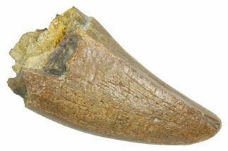 Fossil Tyrannosaurus (Trex) Premax Tooth - Wyoming #372362