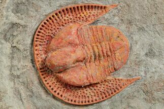 Orange Trinucleid Trilobite (Declivolithus) - Mecissi, Morocco #372371
