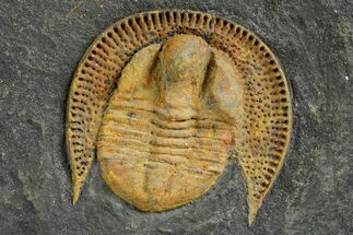 Orange Trinucleid Trilobite (Declivolithus) - Mecissi, Morocco #372372