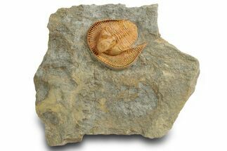 Orange Trinucleid Trilobite (Declivolithus) - Mecissi, Morocco #372375