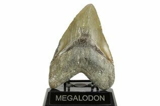 Fossil Shark Teeth For Sale