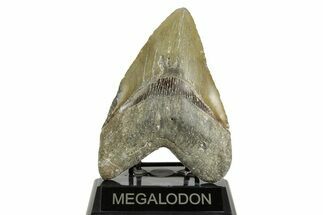 Huge, Fossil Megalodon Tooth - North Carolina #372376