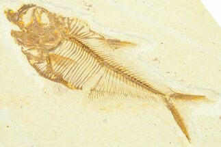 Detailed Fossil Fish (Diplomystus) - Wyoming #372301