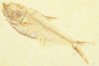 Detailed Fossil Fish (Diplomystus) - Wyoming #372310