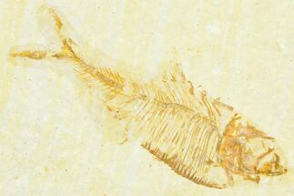 Bargain, Fossil Fish (Diplomystus) - Wyoming #372316