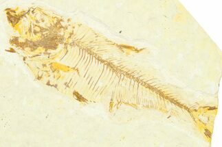 Bargain, Fossil Fish (Diplomystus) - Wyoming #372319